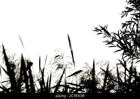 Reed Silhouetten isoliert auf weißem Hintergrund. Natürliche schwarz und weiß floralen Hintergrund. Selektiver Fokus Stockfoto