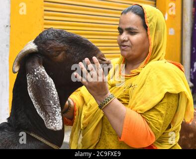 Beawar, Rajasthan, Indien, 31. Juli 2020: Muslimische Frau kümmert sich um ihre Ziege zu Hause in der Nähe von Jama Masjid vor Eid al-Adha, in Beawar. Kredit: Sumit Saraswat/Alamy Live Nachrichten Stockfoto