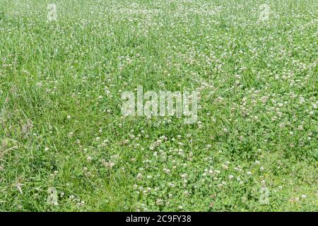 Masse des weißen Klees / Trifolium repens - Teil der Anreicherung Gras decken Brachland in einem Feld. Nicht bekannt, welche W/C-Variante dies ist; es gibt viele. Stockfoto