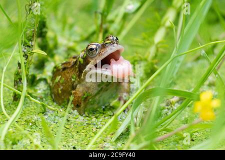 Killearn, Stirlingshire, Schottland, Großbritannien. Juli 2020. Wetter in Großbritannien - ein gewöhnlicher Frosch (Rana temporaria) versucht, eine Wespe zu fangen, die an einem warmen bewölkten Tag in einem Stirlingshire Gartenteich etwas zu nahe wagt (diesmal hat er es verpasst) Frösche nutzen ihre lange, klebrige Zunge, um Beute wie Fliegen, Würmer, Schnecken und Schnecken zu fangen. Kredit: Kay Roxby/Alamy Live Nachrichten Stockfoto