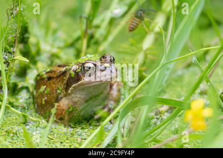 Killearn, Stirlingshire, Schottland, Großbritannien. Juli 2020. Wetter in Großbritannien - ein gewöhnlicher Frosch (Rana temporaria) versucht, eine Wespe zu fangen, die an einem warmen bewölkten Tag in einem Stirlingshire Gartenteich etwas zu nahe wagt (diesmal hat er es verpasst) Frösche nutzen ihre lange, klebrige Zunge, um Beute wie Fliegen, Würmer, Schnecken und Schnecken zu fangen. Kredit: Kay Roxby/Alamy Live Nachrichten Stockfoto