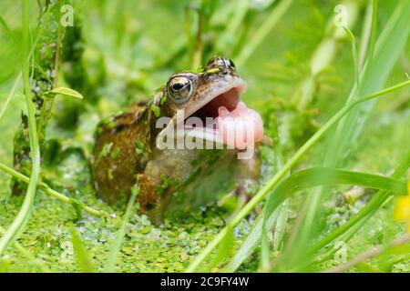 Killearn, Stirlingshire, Schottland, Großbritannien. Juli 2020. Wetter in Großbritannien - ein gewöhnlicher Frosch (Rana temporaria) versucht, eine Wespe zu fangen, die an einem warmen bewölkten Tag in einem Stirlingshire Gartenteich etwas zu nahe wagt (diesmal hat er es verpasst) Frösche nutzen ihre lange, klebrige Zunge, um Beute wie Fliegen, Würmer, Schnecken und Schnecken zu fangen. Kredit: Kay Roxby/Alamy Live Nachrichten Stockfoto