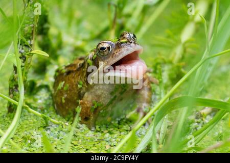 Killearn, Stirlingshire, Schottland, Großbritannien. Juli 2020. Wetter in Großbritannien - ein gewöhnlicher Frosch (Rana temporaria) versucht, eine Wespe zu fangen, die an einem warmen bewölkten Tag in einem Stirlingshire Gartenteich etwas zu nahe wagt (diesmal hat er es verpasst) Frösche nutzen ihre lange, klebrige Zunge, um Beute wie Fliegen, Würmer, Schnecken und Schnecken zu fangen. Kredit: Kay Roxby/Alamy Live Nachrichten Stockfoto