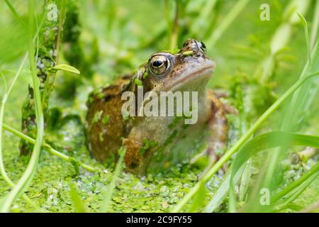 Killearn, Stirlingshire, Schottland, Großbritannien. Juli 2020. Wetter in Großbritannien - ein gewöhnlicher Frosch (Rana temporaria) versucht, eine Wespe zu fangen, die an einem warmen bewölkten Tag in einem Stirlingshire Gartenteich etwas zu nahe wagt (diesmal hat er es verpasst) Frösche nutzen ihre lange, klebrige Zunge, um Beute wie Fliegen, Würmer, Schnecken und Schnecken zu fangen. Kredit: Kay Roxby/Alamy Live Nachrichten Stockfoto