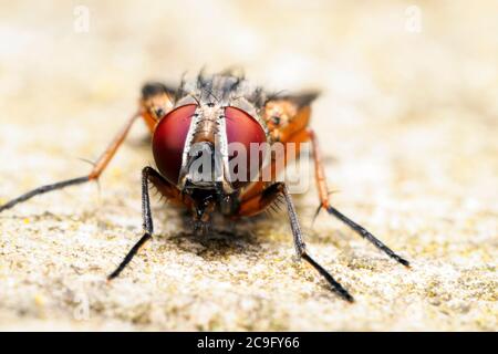 Stabile Fliege (Stomoxys calcitrans) Stockfoto