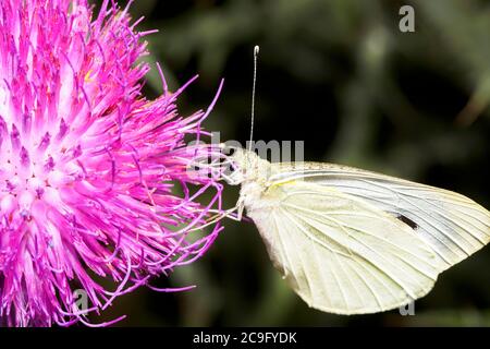 Kohlschmetterling (pieris btrassicae Stockfoto