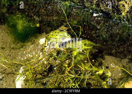 Reinette - grüne Frösche, gesalzene Brunnen, Saint-Père, Yonne, Bourgogne-Franche-Comté Region, Frankreich Stockfoto