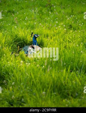 Der Pfau ist eine Pfauenart, die auf dem indischen Subkontinent beheimatet ist. Pfauen wurden bereits im Mittelalter in Europa gehalten. Stockfoto