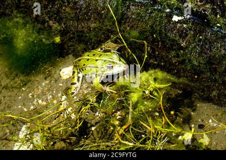 Reinette - grüne Frösche, gesalzene Brunnen, Saint-Père, Yonne, Bourgogne-Franche-Comté Region, Frankreich Stockfoto