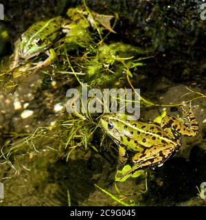 Reinette - grüne Frösche, gesalzene Brunnen, Saint-Père, Yonne, Bourgogne-Franche-Comté Region, Frankreich Stockfoto