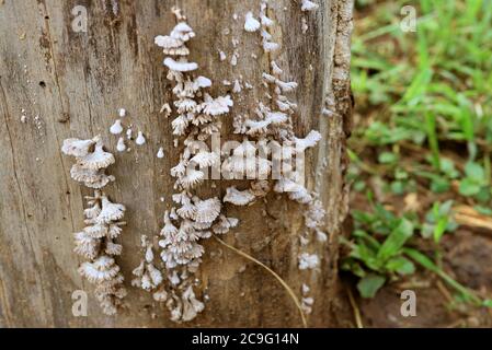 Große Gruppe von Schizophyllum Kommune Pilz oder Split-Kiemen Pilze wachsen auf der Baumrinde Stockfoto