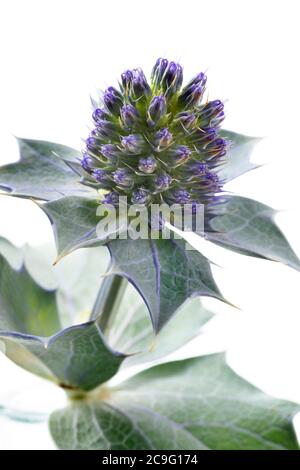 Frische blaue Seetauchflaume, Eryngium maritimum, mit silbernen Blättern aus nächster Nähe Stockfoto