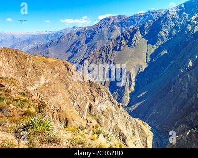 Colca Canyon - Peru Stockfoto