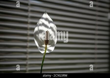 Stilvolle weiße Blume auf gestreiftem Hintergrund. Spathiphyllum hinterleuchtetes Sonnenlicht gegen Fensterläden. Schwarzweiß-Schwarzweißbild. Nahaufnahme Stockfoto