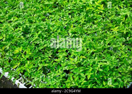 Blick auf junge Bio-Tomatenpflanzen, die im Kassettenfach im Gewächshaus wachsen Stockfoto