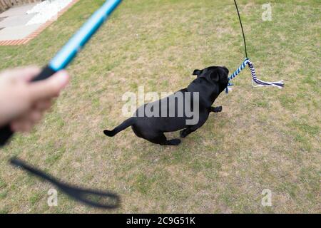 Staffordshire Bullterrier Hund läuft, um das Seil Köder am Ende des elastischen Seil an einem Pol (Flirt Stange), die von seiner eigenen gehalten wird befestigt zu fangen Stockfoto