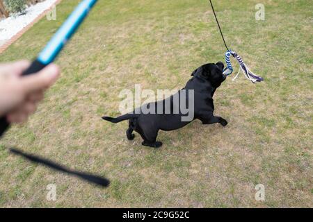 Staffordshire Bullterrier Hund läuft, um das Seil Köder am Ende des elastischen Seil an einem Pol (Flirt Stange), die von seiner eigenen gehalten wird befestigt zu fangen Stockfoto