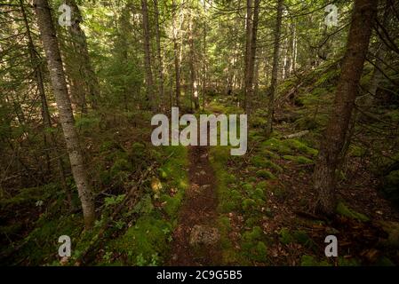 Wanderweg schlängelt sich durch einen Wald im Lake Superior Provincial Park in Ontario. Stockfoto