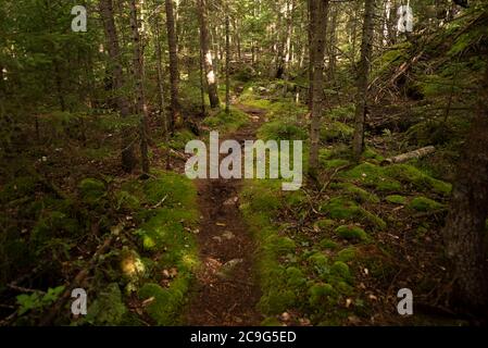 Wanderweg schlängelt sich durch einen Wald im Lake Superior Provincial Park in Ontario. Stockfoto