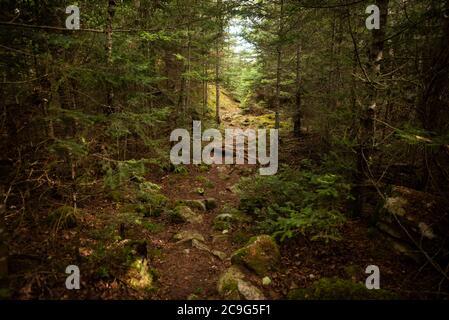 Wanderweg schlängelt sich durch einen Wald im Lake Superior Provincial Park in Ontario. Stockfoto
