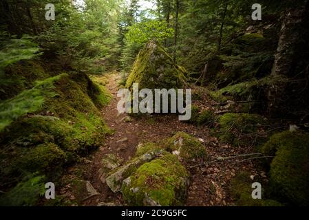 Wanderweg schlängelt sich durch einen Wald im Lake Superior Provincial Park in Ontario. Stockfoto