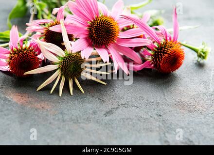 Echinacea Blume auf einem Hintergrund aus schwarzem Beton Stockfoto