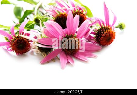 Echinacea Blume isoliert auf weißem Hintergrund Stockfoto