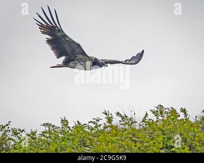 Unreife weibliche Lammergeier oder Bartgeier (Gypaetus barbatus), Derbyshire, England Stockfoto