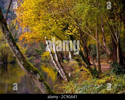 Herbstbäume am Fluss Derwent im Dorf Matlock Bath im Derbyshire Peak District England Stockfoto