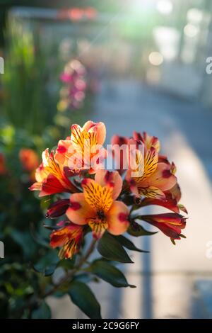 Eine leuchtend gelbe, orange und rote Alstroemeria Lilie, in weichem Fokus in Abendsonne Stockfoto