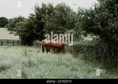 Zwei braune Pferde stehen auf einem bewachsenen Feld und blicken hinüber Eine Hecke Stockfoto