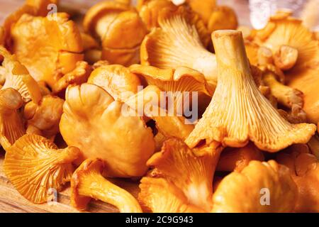 Pilzhintergrund von überfüllten goldenen Pfifferlingen. Frische Ernte. Nahaufnahme, Makro Stockfoto