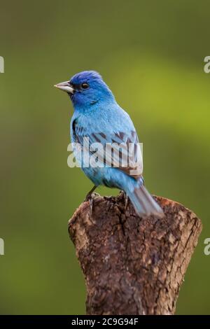 Ein Porträt eines Indigo-Apfens Stockfoto