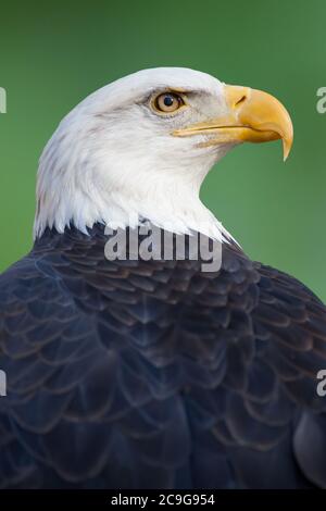 Ein Porträt eines amerikanischen Weißkopfadlers Stockfoto