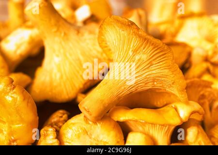 Pilzhintergrund von überfüllten goldenen Pfifferlingen. Frische Ernte. Nahaufnahme, Makro Stockfoto