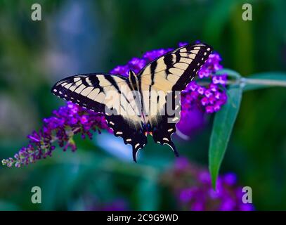 Östlicher Tiger Schwalbenschwanzschmetterling auf Schmetterlingsbusch Stockfoto