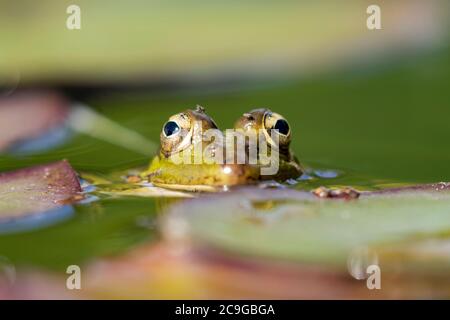 Selektiver Fokus des iberischen grünen Frosches (Pelophylax perezi), zwischen Lilienpads. Spanien Stockfoto