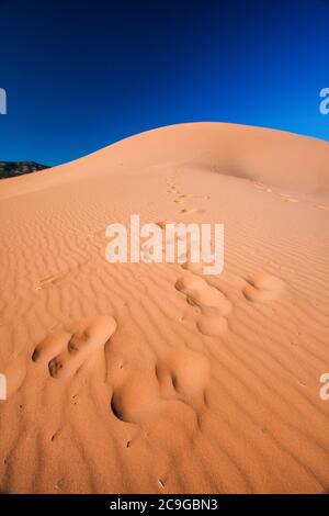 Fußabdrücke auf einem Wanderweg im Coral Pink Sand Dunes State Park, UT. Stockfoto