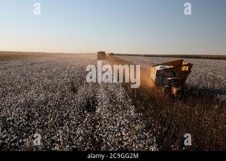 Ein Baumwollpflücker erntet ein Baumwollfeld in Brasilien Stockfoto