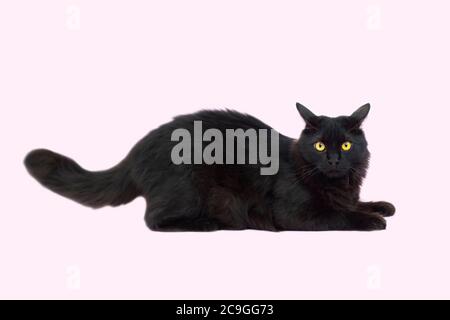 Schöne flauschige schwarze Katze isoliert auf einem rosa Hintergrund. Katze mit gelben Augen volle Länge. Haustiere. Stockfoto