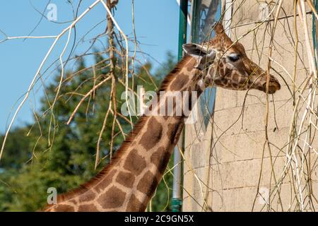 Rothschilds Giraffe (Giraffa camelopardalis rothschildi) im Marwell Zoo, Großbritannien Stockfoto