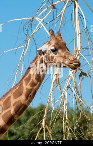 Rothschilds Giraffe (Giraffa camelopardalis rothschildi) ernährt sich von Blättern im Marwell Zoo, Großbritannien Stockfoto