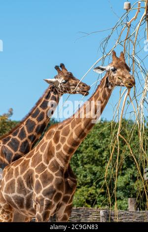 Rothschilds Giraffe (Giraffa camelopardalis rothschildi) im Marwell Zoo, Großbritannien. Zwei Giraffen füttern Stockfoto