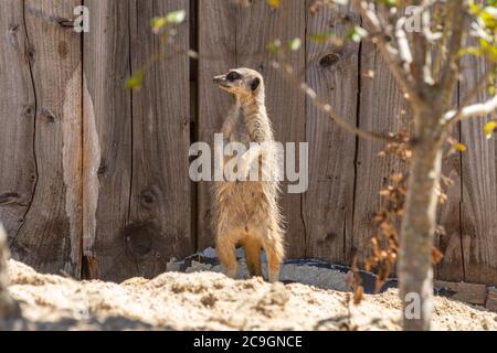 Meerkat (Suricata suricatta), auch surikat genannt, eine afrikanische Säugetierart im Marwell Zoo, Großbritannien Stockfoto