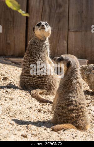 Erdmännchen (Suricata suricatta). Der Erdmännchen wird auch surikat genannt und ist eine afrikanische Säugetierart, zwei Tiere im Marwell Zoo, Großbritannien Stockfoto