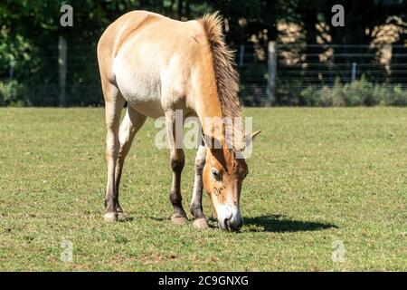 Przewalskis Pferd (Equus ferus) im Marwell Zoo, Großbritannien, Teil eines Naturschutzprogramms. Es ist die letzte wahre Spezies von Wildpferd Stockfoto