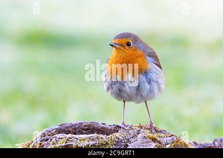 Robin [ Erithacus rubecula ] auf Baumrinde mit heraus Des Fokushintergrundes Stockfoto