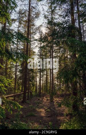 Bielsko Biala, Südpolen: Sonnenaufgang Sonnenuntergang Blick durch hohe Bäume unter einigen Bäumen in der Mitte geschnitten Stockfoto