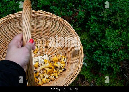 Hand hält einen Korb voller goldener Pfifferlinge Pilze im Wald. Foto aufgenommen in Schweden. Stockfoto