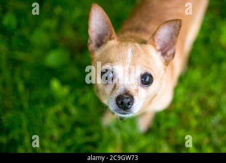 Ein kleiner Chihuahua Hund, der draußen steht und auf die Kamera schaut Stockfoto